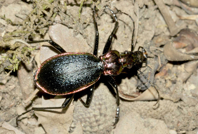 Carabidae: Carabus arcadicus